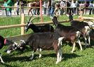 Toggenburg frumoase-567