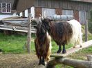 Walliser se iubesc