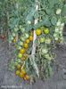 17919219_1_644x461_vand-seminte-rosii-cherry-verzi-green-grape-carei