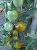 17919219_3_644x461_vand-seminte-rosii-cherry-verzi-green-grape-seminte-plante-gradina