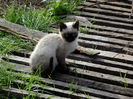 DSCF0999 pisica alba, femela adoptata