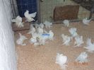 DSC02980