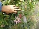 pasiflora edulis fruct mov