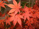 Acer palmatum Bloodgood (2014, Nov.09)