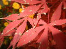 Acer palmatum Bloodgood (2014, Nov.09)