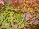 Acer palmatum Katsura (2014, Nov.09)