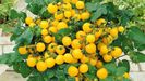 Tomato_Window-Box-Yellow