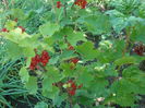 Ribes rubrum   L.1753
