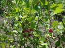 Ribes uva-crispa  L.1753.