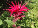 Monarda