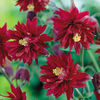 Aquilegia vulgaris Double Rubies