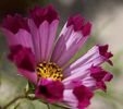 cosmos-pied-piper-red