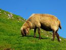 Oaie Braunes Bergschaf la munte
