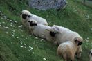 Oi Schwarznasen Walliser la pascut