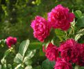 Rosa rugosa Grootendorst supreme