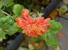 DSCN2584
