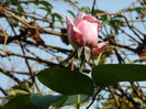 DSCN3463