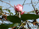 DSCN3464