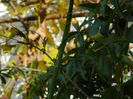 DSCN3467