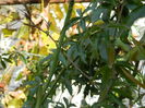DSCN3468