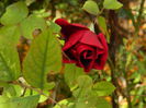 DSCN3469
