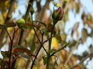DSCN3480