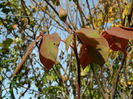 DSCN3488