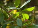 DSCN3500