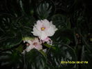 SAM_7462