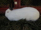 mascul 3, f gros si acesta, 8 luni