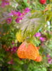 DSCN7176