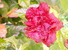 DSCN7179