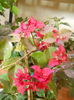 DSCN7181