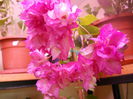 DSCN7183