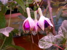 DSCN7184