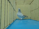 SAM_4135