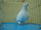 SAM_4243