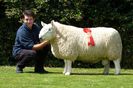 Berbec North Country Cheviot premiat