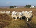North Country Cheviot vin de la camp