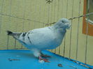 SAM_4331