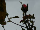 DSCN3570