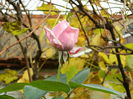 DSCN3577