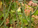 DSCN3580