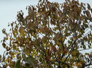 DSCN3582