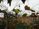 DSCN3584