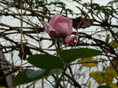 DSCN3587