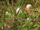 DSCN3590