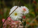 DSCN3594