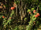 DSCN2956