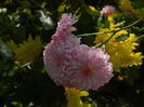 DSCN2975